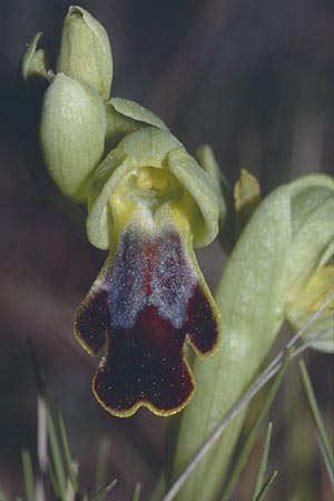 Ophrys bilunulata \ Doppelhalbmond-Ragwurz / Double-Crescent Bee Orchid, F  Aubagne 25.3.2001 