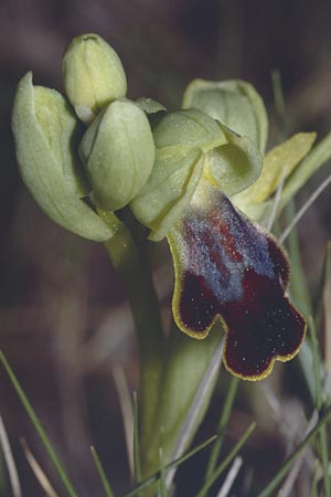 Ophrys bilunulata \ Doppelhalbmond-Ragwurz / Double-Crescent Bee Orchid, F  Aubagne 25.3.2001 