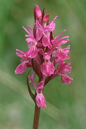 Dactylorhiza brennensis / Brenne Orchid, F  Dept. Indre 2.6.2000 