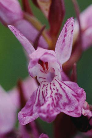 Dactylorhiza brennensis \ Brenne-Fingerwurz, Brenne-Knabenkraut / Brenne Orchid, F  Dept. Indre 2.6.2000 