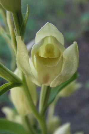 Cephalanthera damasonium / Large White Helleborine, F  Allevard 11.6.2006 