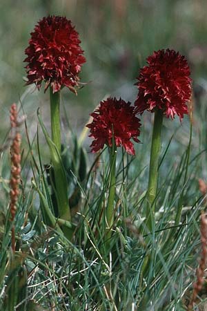 Nigritella cenisia \ Mont-Cenis-Kohlröschen / Mont Cenis Vanilla Orchid, F  Col de l'Iseran 31.7.1999 