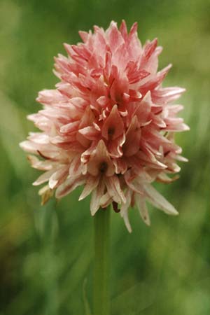 Nigritella corneliana / Cornelia's Vanilla Orchid, F  Col de la Croix de Fer 14.7.1995 