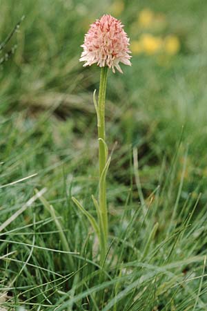 Nigritella corneliana / Cornelia's Vanilla Orchid, F  Col de la Croix de Fer 14.7.1995 