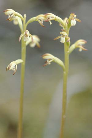 Corallorrhiza trifida \ Korallenwurz / Coral-root Orchid, F  Col de Prayet 28.5.2000 