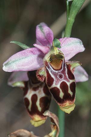 Ophrys corbariensis \ Corbières-Ragwurz / Corbires Bee Orchid, F  Leucate 2.6.2001 