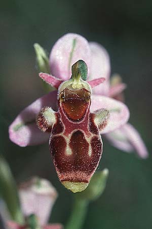Ophrys corbariensis \ Corbières-Ragwurz / Corbires Bee Orchid (?), F  Corbières, Bugarach 3.6.2001 