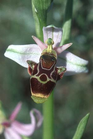 Ophrys corbariensis \ Corbières-Ragwurz / Corbires Bee Orchid, F  Corbières, Treilles 27.5.2005 