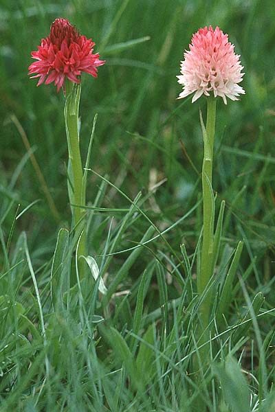 Nigritella corneliana / Cornelia's Vanilla Orchid, F  Col de la Croix de Fer 25.6.2000 