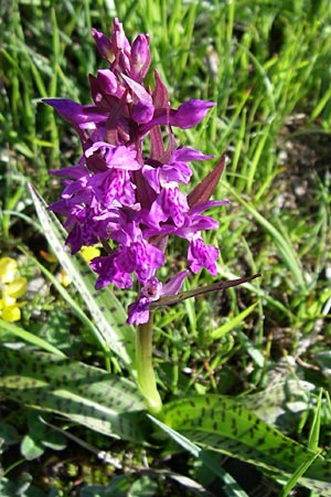 Dactylorhiza alpestris / Alpine Marsh Orchid, F  Col de Granon 22.6.2008 