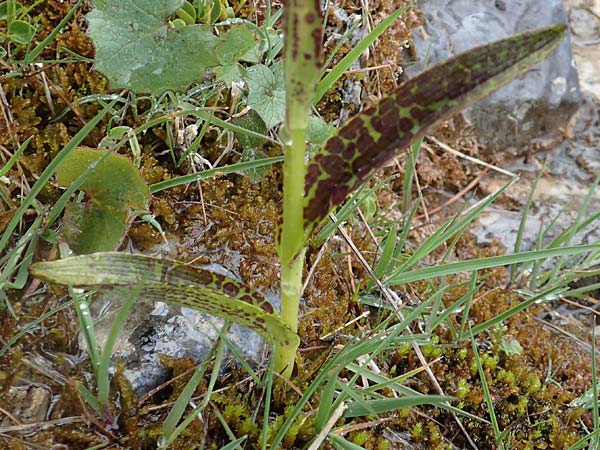 Dactylorhiza alpestris / Alpine Marsh Orchid, F  Col de la Bonette 8.7.2016 