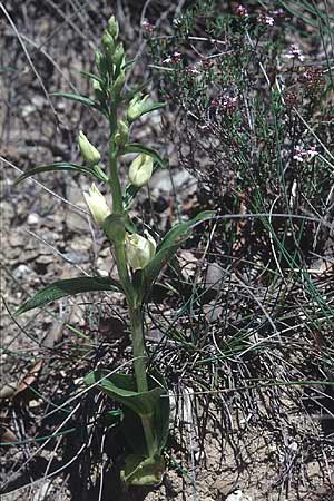 Cephalanthera damasonium \ Bleiches Waldvögelein, Weißer Waldvogel / Large White Helleborine, F  Ampus 16.5.1996 