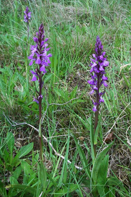 Dactylorhiza elata / Robust Marsh Orchid, F  Dept. Aveyron, Fondamente 8.6.2006 
