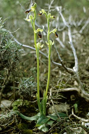 Ophrys delforgei \ Delforge-Ragwurz, F  Martigues 11.3.2001 