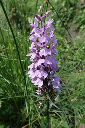 Dactylorhiza maculata \ Gefleckte Fingerwurz, Geflecktes Knabenkraut / Spotted Orchid, F  Pyrenäen/Pyrenees, Canigou 24.7.2018 