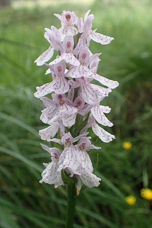 Dactylorhiza maculata \ Gefleckte Fingerwurz, Geflecktes Knabenkraut / Spotted Orchid, F  Pyrenäen/Pyrenees, Mont Llaret 31.7.2018 
