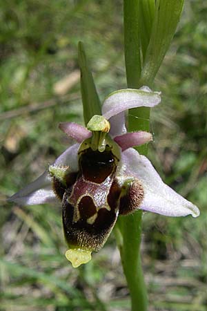 Ophrys druentica \ Durance-Hummel-Ragwurz / Durance Late Spider Orchid, F  La-Palud-sur-Verdon 23.6.2008 
