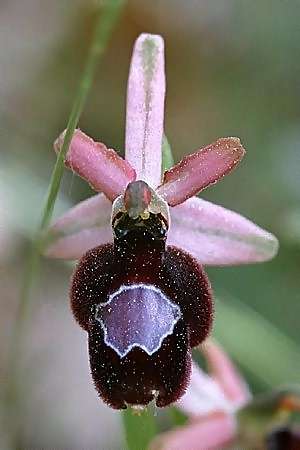 Ophrys drumana \ Drome-Ragwurz / Drome Ophrys, F  Dept. Drome 24.5.1998 