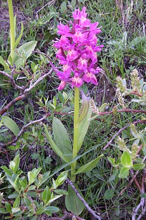 Dactylorhiza sambucina \ Holunder-Fingerwurz, Holunder-Knabenkraut, F  Col de Granon 22.6.2008 