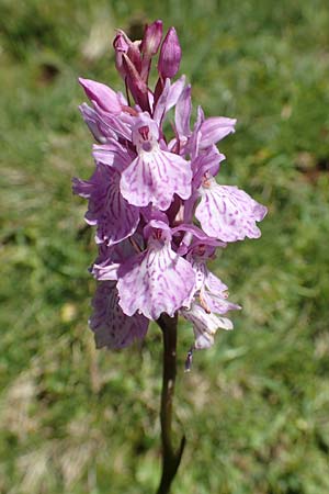 Dactylorhiza maculata \ Gefleckte Fingerwurz, Geflecktes Knabenkraut / Spotted Orchid, F  Pyrenäen/Pyrenees, Puigmal 1.8.2018 