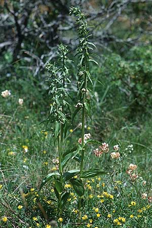 Epipactis distans \ Kurzblättrige Ständelwurz, F  Causse Noir 27.6.2000 