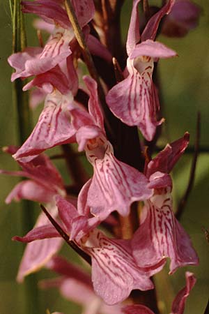 Dactylorhiza elata / Robust Marsh Orchid, F  Roquefort 21.6.1985 