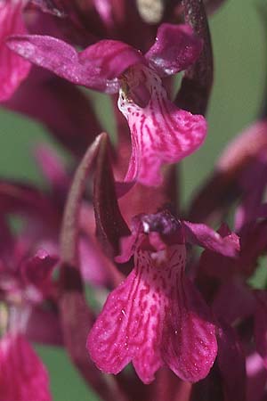 Dactylorhiza elata / Robust Marsh Orchid, F  Saint Affrique 28.5.2005 