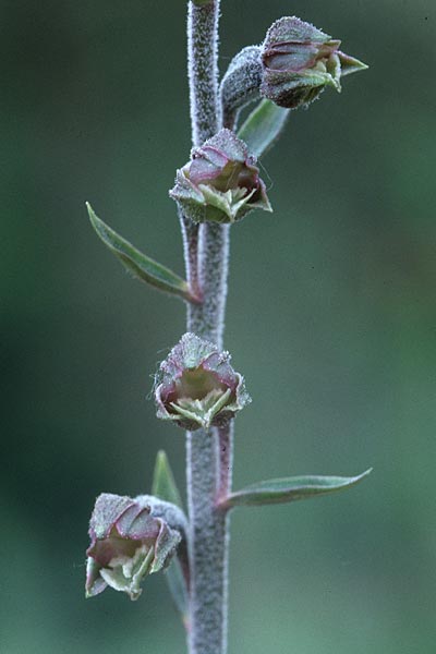 Epipactis microphylla \ Kleinblättrige Ständelwurz / Small-Leaved Helleborine, F  Maures, Les Pins Parasols 10.5.2000 