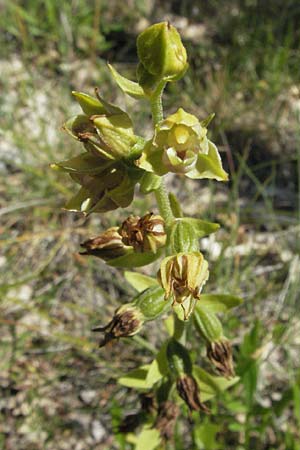 Epipactis provincialis \ Provence-Ständelwurz / Provence Helleborine, F  Rochefort-en-Valdaine 10.6.2006 