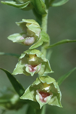 Epipactis provincialis / Provence Helleborine, F  Rochefort-en-Valdaine 28.5.2000 