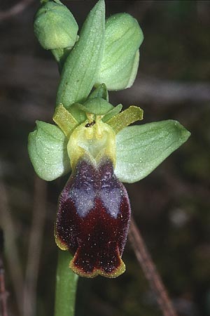 Ophrys bilunulata \ Doppelhalbmond-Ragwurz / Double-Crescent Bee Orchid, F  Biot 24.3.2001 