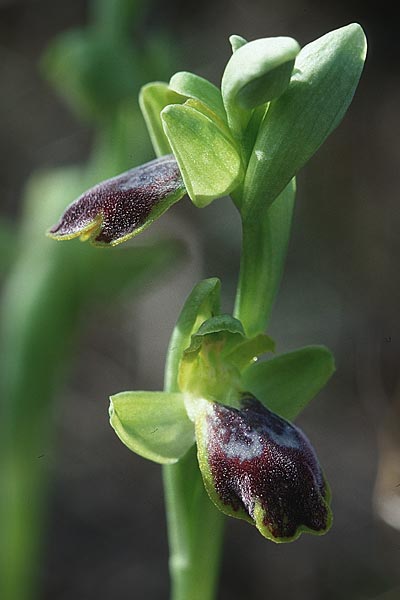 Ophrys delforgei \ Delforge-Ragwurz, F  Martigues 11.3.2001 