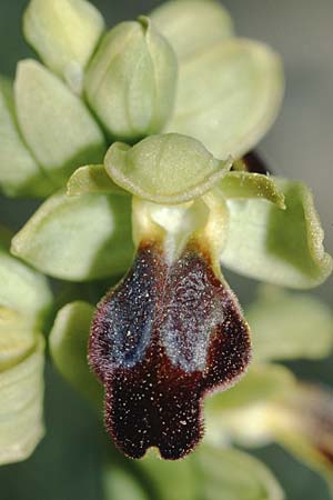 Ophrys forestieri \ Braune Ragwurz / Dull Orchid, F  Leucate 28.3.2003 