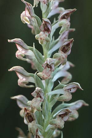 Anacamptis coriophora subsp. fragrans / Fragrant Orchid, F  Le Grau-du-Roi 18.6.1985 