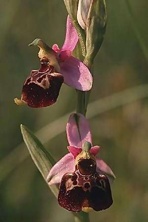 Ophrys fuciflora subsp. demangei \ Drome-Hummel-Ragwurz / Drome Late Spider Orchid, F  Dept. Drome 23.5.1998 