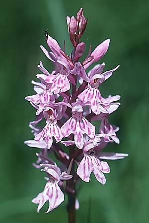 Dactylorhiza fuchsii / Common Spotted Orchid, F  Briancon 26.6.2000 