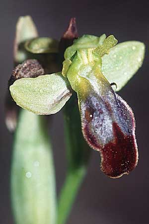 Ophrys delforgei x forestieri, F   Dept. Var, Flayosc 12.4.2004 