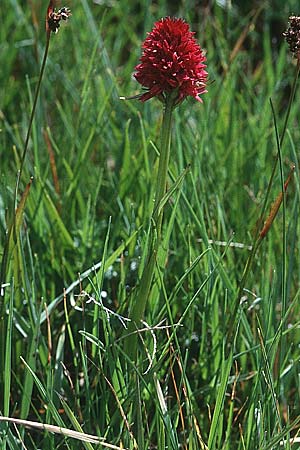 Nigritella gabasiana \ Gabas-Kohlröschen / Gabas Vanilla Orchid, F  Pyrenäen/Pyrenees, Pas de la Casa 2.7.1998 