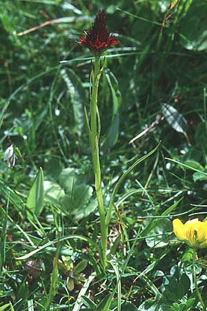 Nigritella gabasiana \ Gabas-Kohlröschen / Gabas Vanilla Orchid, F  Pyrenäen/Pyrenees, Aulus 2.7.1998 