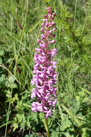 Gymnadenia conopsea s.l. \ Mücken-Händelwurz / Common Fragrant Orchid, F  Col de la Cayolle 9.7.2016 
