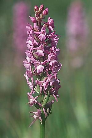 Gymnadenia conopsea s.l. \ Mücken-Händelwurz / Common Fragrant Orchid, F  Col du Glandon 1.7.2002 