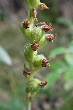 Goodyera repens \ Kriechendes Netzblatt / Creeping Lady's-Tresses, F  Pyrenäen/Pyrenees, Eyne 9.8.2006 