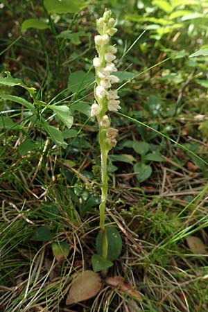 Goodyera repens \ Kriechendes Netzblatt, F  Pyrenäen, Eyne 4.8.2018 