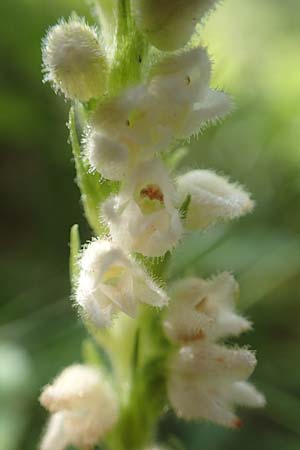 Goodyera repens \ Kriechendes Netzblatt, F  Pyrenäen, Eyne 4.8.2018 