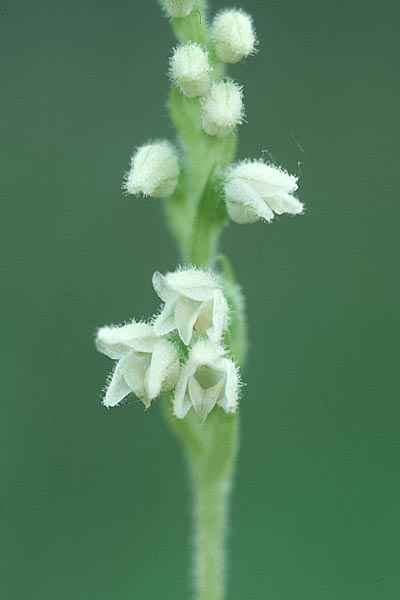 Goodyera repens \ Kriechendes Netzblatt, F  Pyrenäen, Nohedes 28.6.2000 