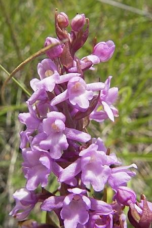 Gymnadenia conopsea subsp. pyrenaica \ Pyrenäen-Händelwurz / Pyrenean Fragrant Orchid, F  Lapanouse-de-Cernon 31.5.2009 