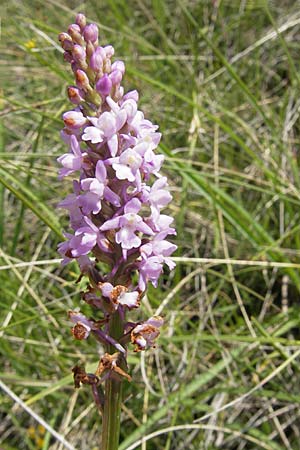 Gymnadenia conopsea subsp. pyrenaica \ Pyrenäen-Händelwurz / Pyrenean Fragrant Orchid, F  Lapanouse-de-Cernon 31.5.2009 