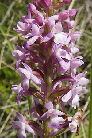 Gymnadenia conopsea subsp. pyrenaica \ Pyrenäen-Händelwurz, F  Lapanouse-de-Cernon 31.5.2009 