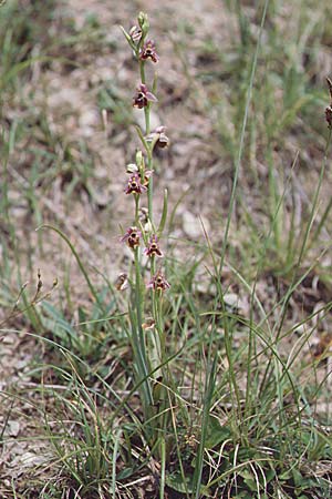 Ophrys gresivaudanica \ Grésivaudan-Ragwurz / Grsivaudan Bee Orchid, F  Allevard 28.6.1998 