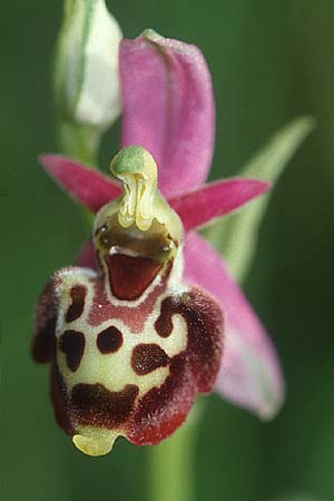 Ophrys gresivaudanica \ Grésivaudan-Ragwurz / Grsivaudan Bee Orchid, F  Allevard 29.6.2002 